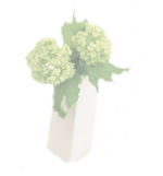 花01
